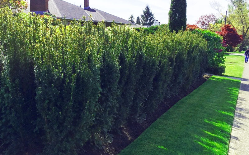  Hicks Columnar Yew (Taxus X Media) - 7 Gallon Pot