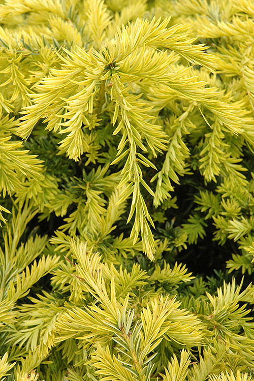  Sunburst Yew (Taxus X Media) - 2 Gallon Pot