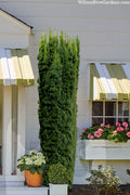  Hicks Columnar Yew (Taxus X Media) - 3 Gallon Pot