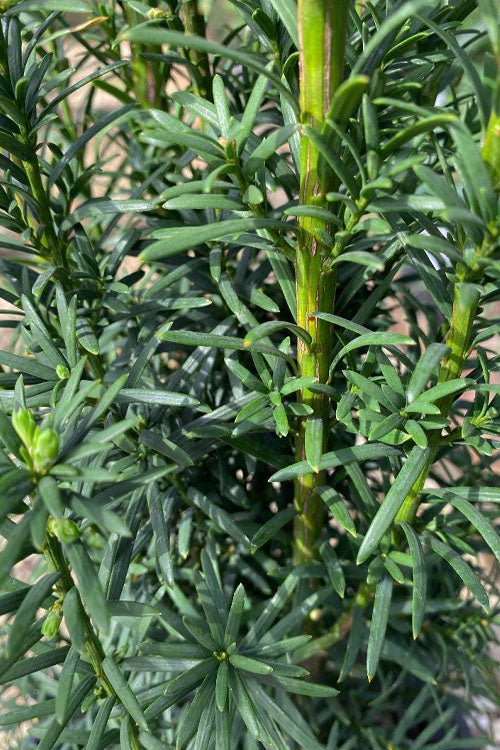  Maureen Columnar Yew (Taxus Hybrid) - 2 Gallon Pot