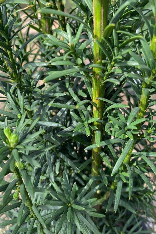  Maureen Columnar Yew (Taxus Hybrid) - 2 Gallon Pot