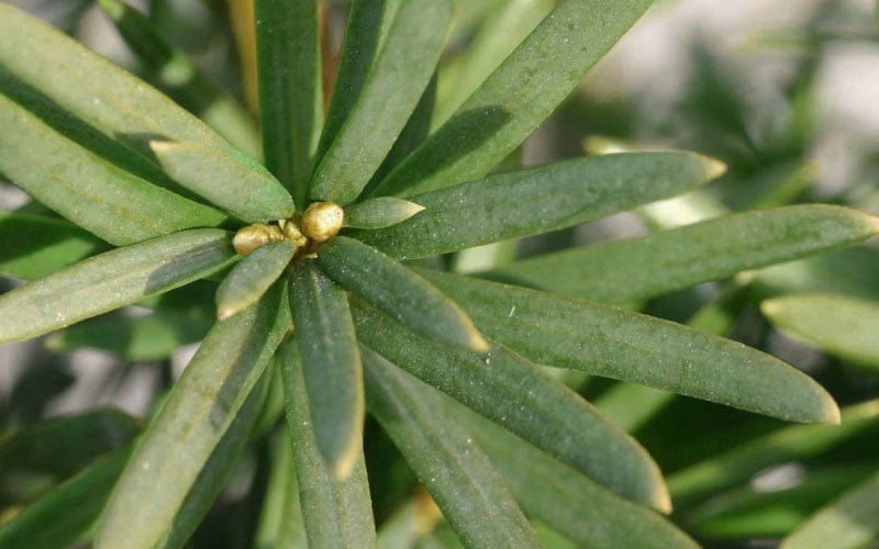  Maureen Columnar Yew (Taxus Hybrid) - 2 Gallon Pot