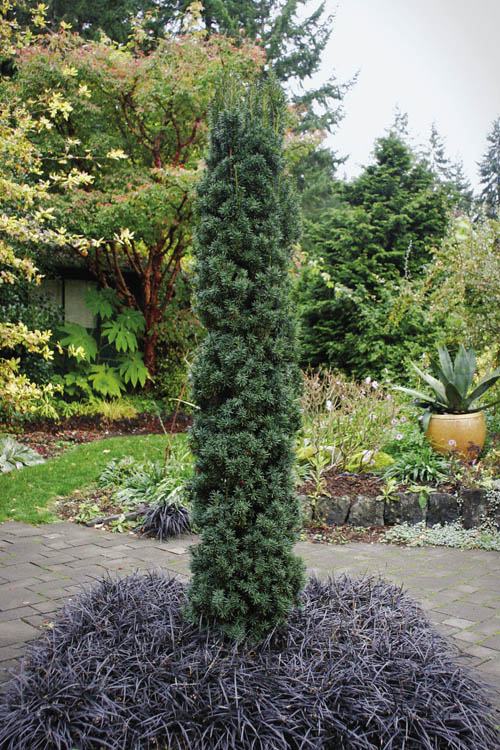  Maureen Columnar Yew (Taxus Hybrid) - 12" Pot