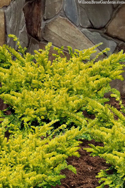  Sunburst Yew (Taxus X Media) - 2 Gallon Pot