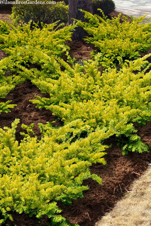  Sunburst Yew (Taxus X Media) - 2 Gallon Pot