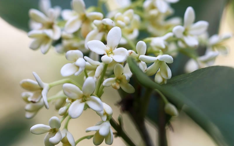 Fragrant White Tea Olive - 7 Gallon Pot (2.5-3')