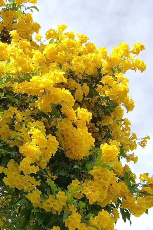  Yellow Bells Trumpet Bush (Tecoma Stans) - 1 Gallon Pot