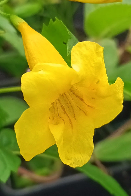  Yellow Bells Trumpet Bush (Tecoma Stans) - 1 Gallon Pot