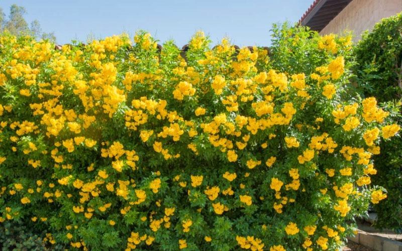  Yellow Bells Trumpet Bush (Tecoma Stans) - 1 Gallon Pot