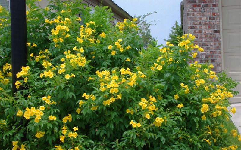 Yellow Bells Trumpet Bush (Tecoma Stans) - 1 Gallon Pot