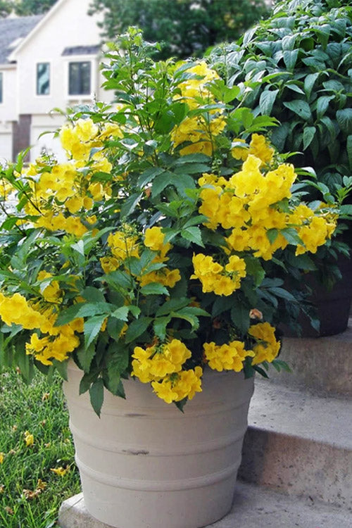  Yellow Bells Trumpet Bush (Tecoma Stans) - 1 Gallon Pot