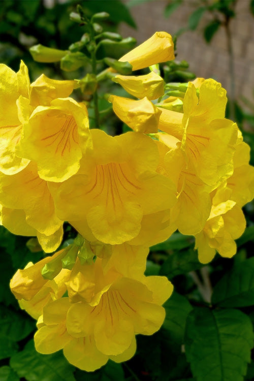  Yellow Bells Trumpet Bush (Tecoma Stans) - 1 Gallon Pot