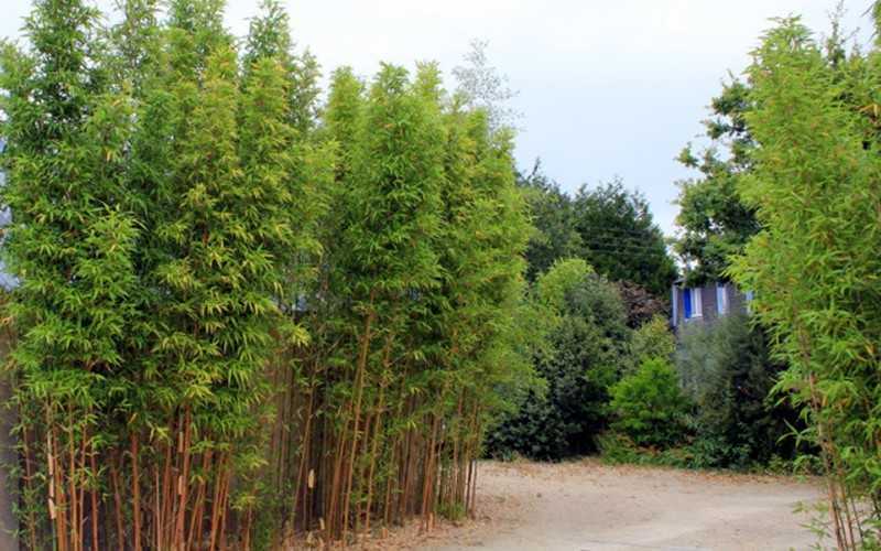  Temple Bamboo (Semiarundinaria Fastuosa) - 3 Gallon Pot (2-4')