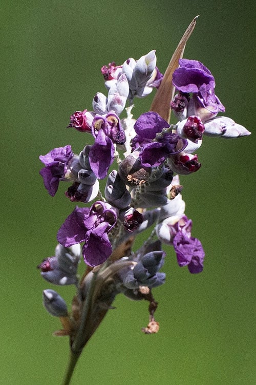  Powdery Alligator Flag (Thalia Dealbata) - 3 Gallon Pot