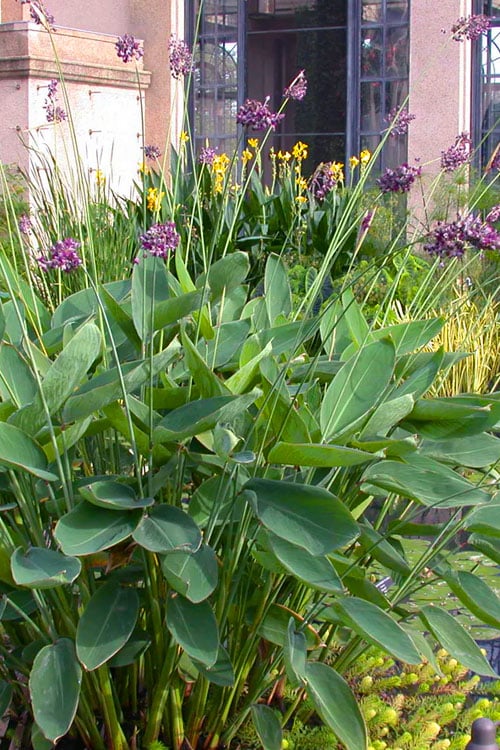  Powdery Alligator Flag (Thalia Dealbata) - 3 Gallon Pot