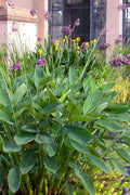  Powdery Alligator Flag(Thalia Dealbata) - 3 Gallon Pot