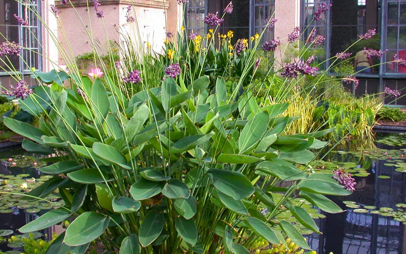 Powdery Alligator Flag (Thalia Dealbata) - 3 Gallon Pot