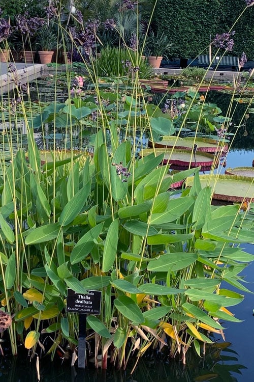  Powdery Alligator Flag (Thalia Dealbata) - 3 Gallon Pot