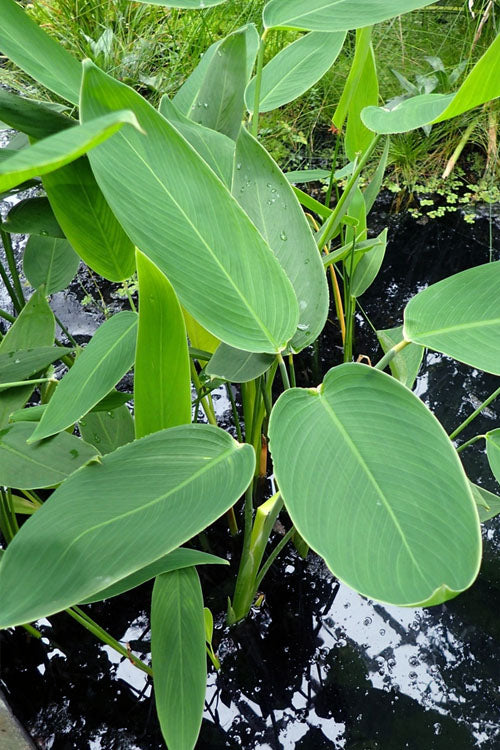  Powdery Alligator Flag(Thalia Dealbata) - 3 Gallon Pot