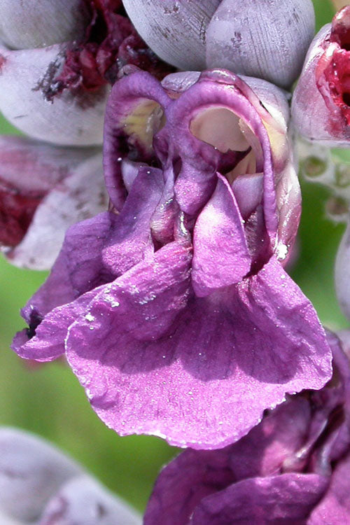 Powdery Alligator Flag(Thalia Dealbata) - 3 Gallon Pot