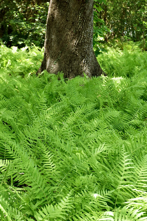  Southern Wood Fern (Thelypteris Kunthii) - 5 Pack Of Quart Pots