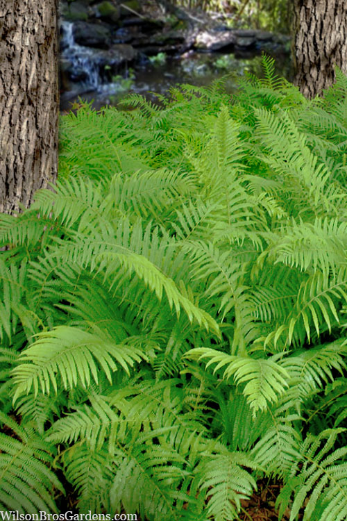  Southern Wood Fern (Thelypteris Kunthii) - 5 Pack Of Quart Pots