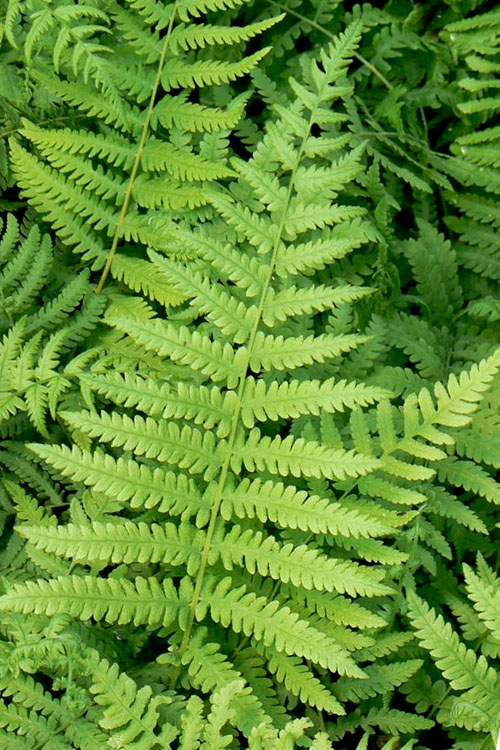  Southern Wood Fern (Thelypteris Kunthii) 2.5 Quart Pot