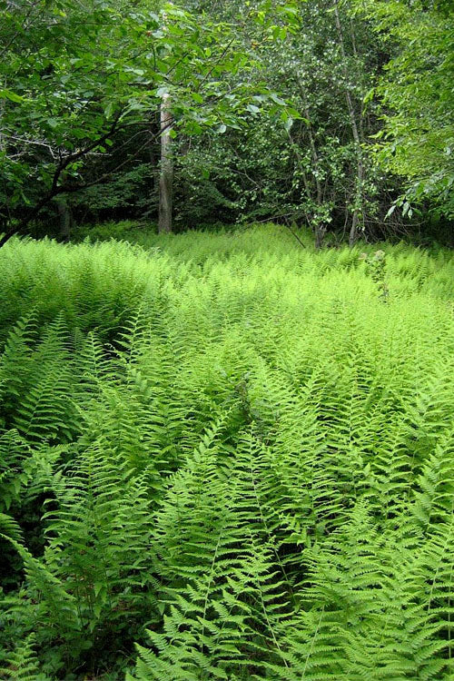  Southern Wood Fern (Thelypteris Kunthii) 2.5 Quart Pot