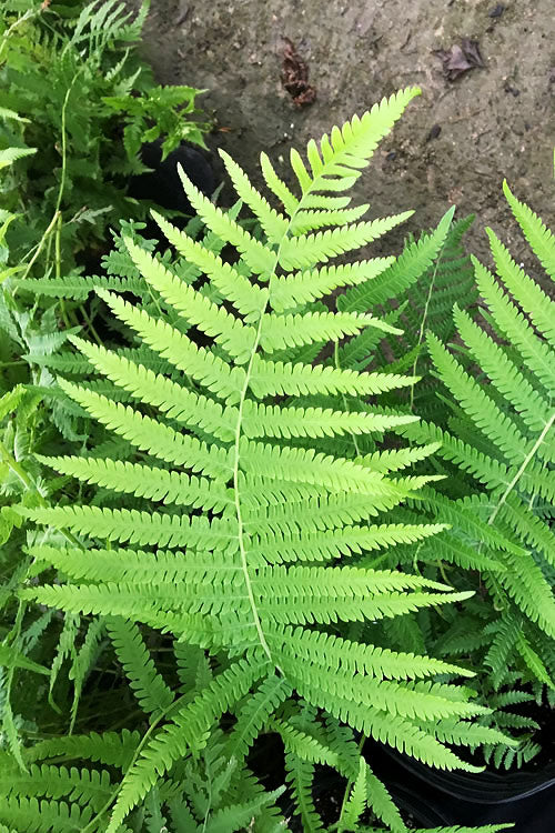  Southern Wood Fern (Thelypteris Kunthii) 2.5 Quart Pot