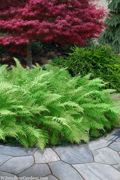  Southern Wood Fern (Thelypteris Kunthii) - 5 Pack Of Quart Pots