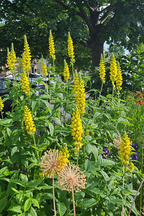  Carolina Lupine (Thermopsis Villosa) - 1 Gallon Pot