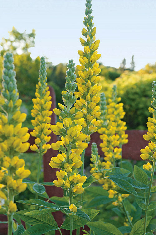  Carolina Lupine (Thermopsis Villosa) - 1 Gallon Pot
