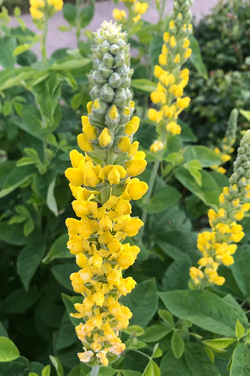  Carolina Lupine (Thermopsis Villosa) - 1 Gallon Pot