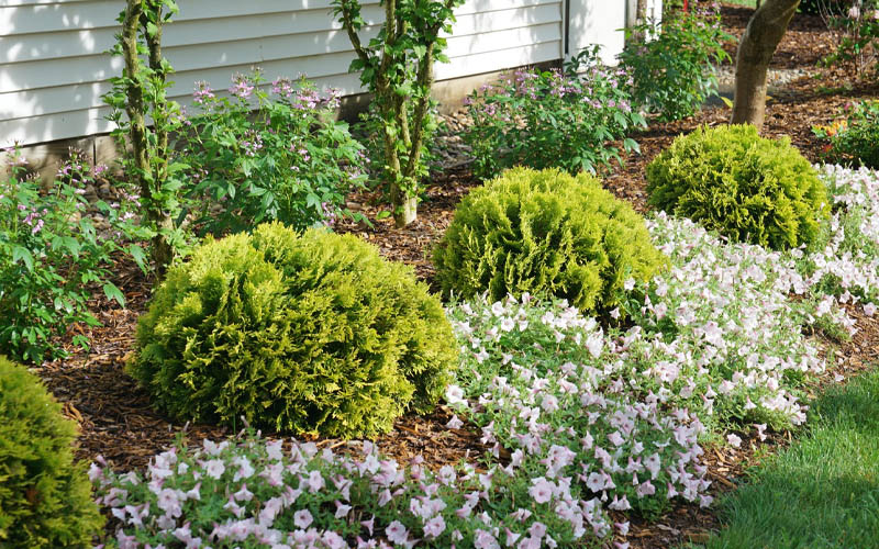  Anna's Magic Ball Arborvitae (Thuja) - 3 Gallon Pot