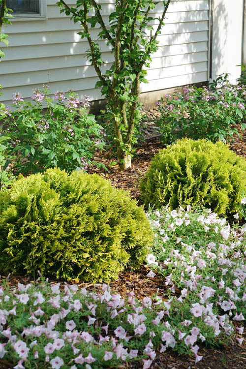 Anna's Magic Ball Arborvitae (Thuja) - 3 Gallon Pot