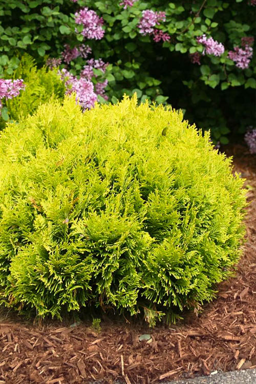  Anna's Magic Ball Arborvitae (Thuja) - 3 Gallon Pot