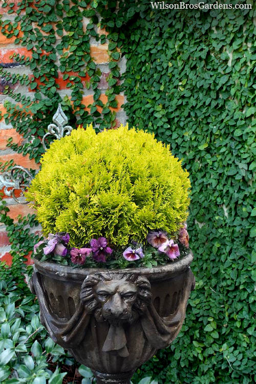  Anna's Magic Ball Arborvitae (Thuja) - 3 Gallon Pot