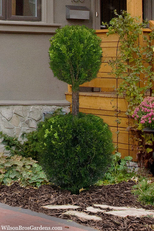 Emerald Green Arborvitae Poodle Tier Topiary (2 Ball) - 5 Gallon Pot