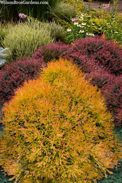  Fire Chief Arborvitae - 2.5 Gallon Pot