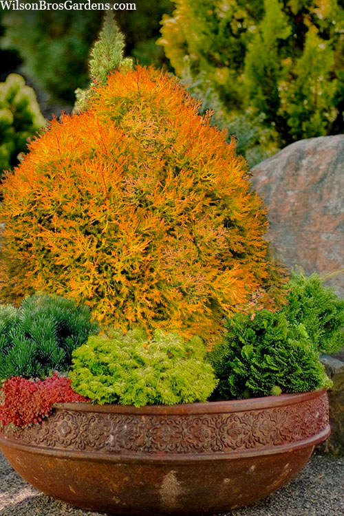  Fire Chief Arborvitae - 6 Pack Of 1 Gallon Pots