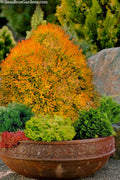  Fire Chief Arborvitae - 6 Pack Of 1 Gallon Pots