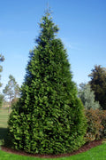  Green Giant Arborvitae - 3 Gallon Pot - (3-4')
