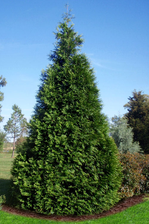  Green Giant Arborvitae - 3 Gallon Pot - (3-4')