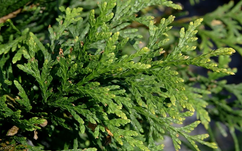  Green Giant Arborvitae - 3 Gallon Pot - (3-4')