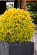  Sienna Sunset Arborvitae - 1 Gallon Pot