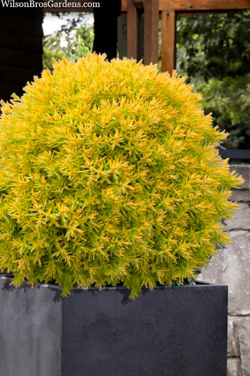  Sienna Sunset Arborvitae - 1 Gallon Pot
