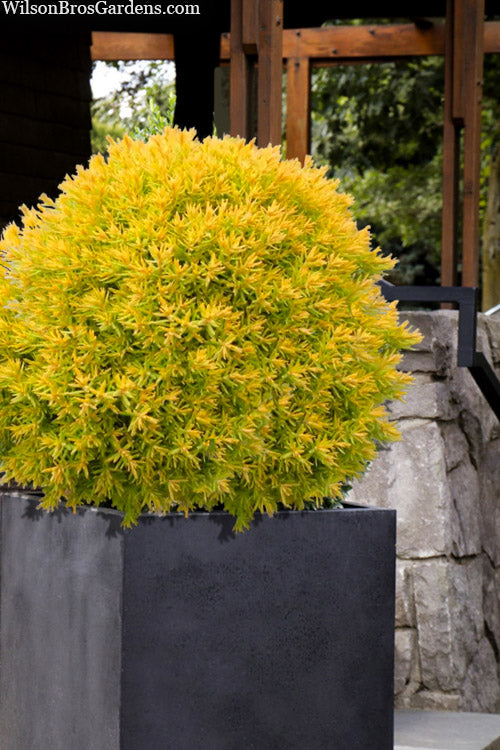  Sienna Sunset Arborvitae - 1 Gallon Pot