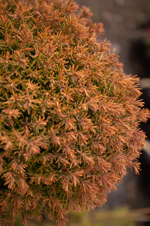  Sienna Sunset Arborvitae - 1 Gallon Pot