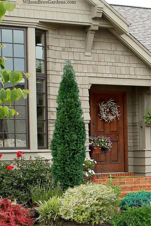  Brobeck's Tower Arborvitae (Thuja) - 1 Gallon Pot