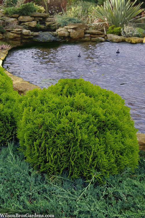  Danica Dwarf Globe Arborvitae - 3 Gallon Pot